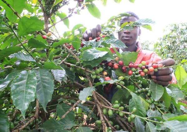 Kenya Rioki AA -- notes of Fig, Orange Blossom, and Butterscotch