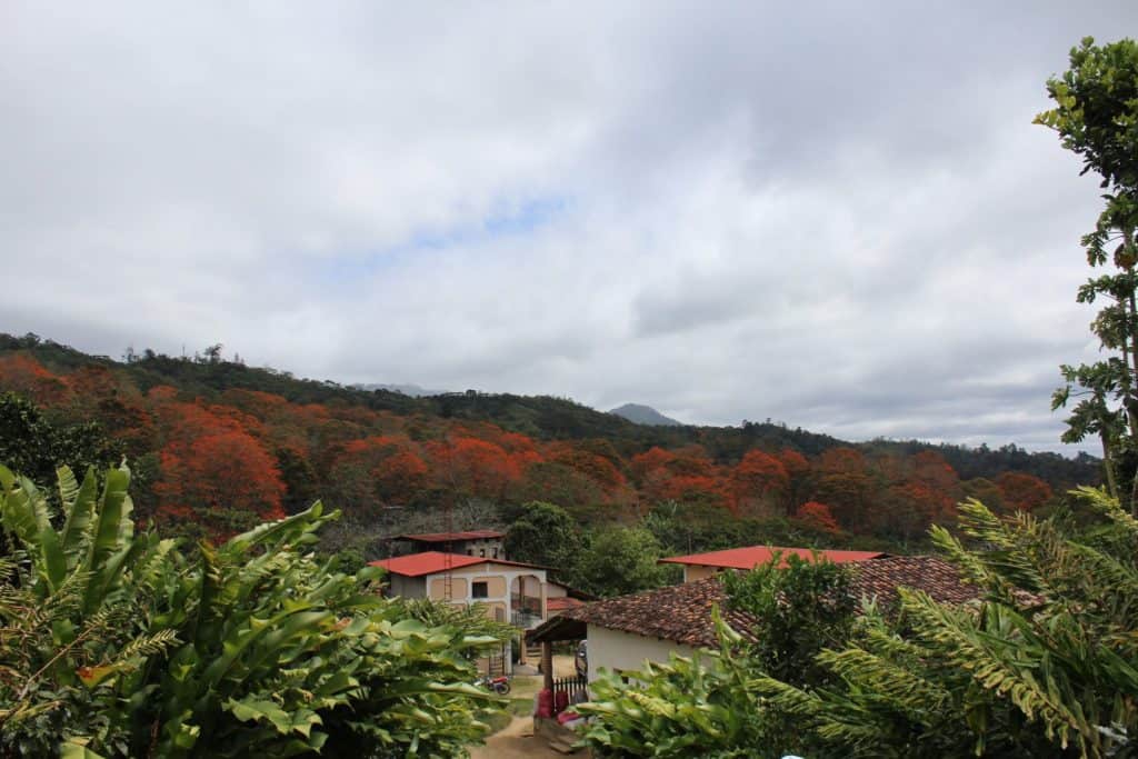 nicaraguan coffee|DSCF1443-1|images|nicaraguan coffee