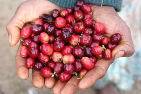 Papua New Guinea Elimbari B