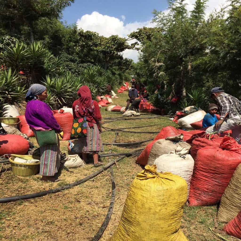 Gourmet April Coffees