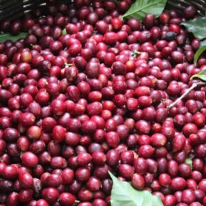 Honduras La Florencia|Honduras La Florencia|Honduras La Florencia|Honduras La Florencia