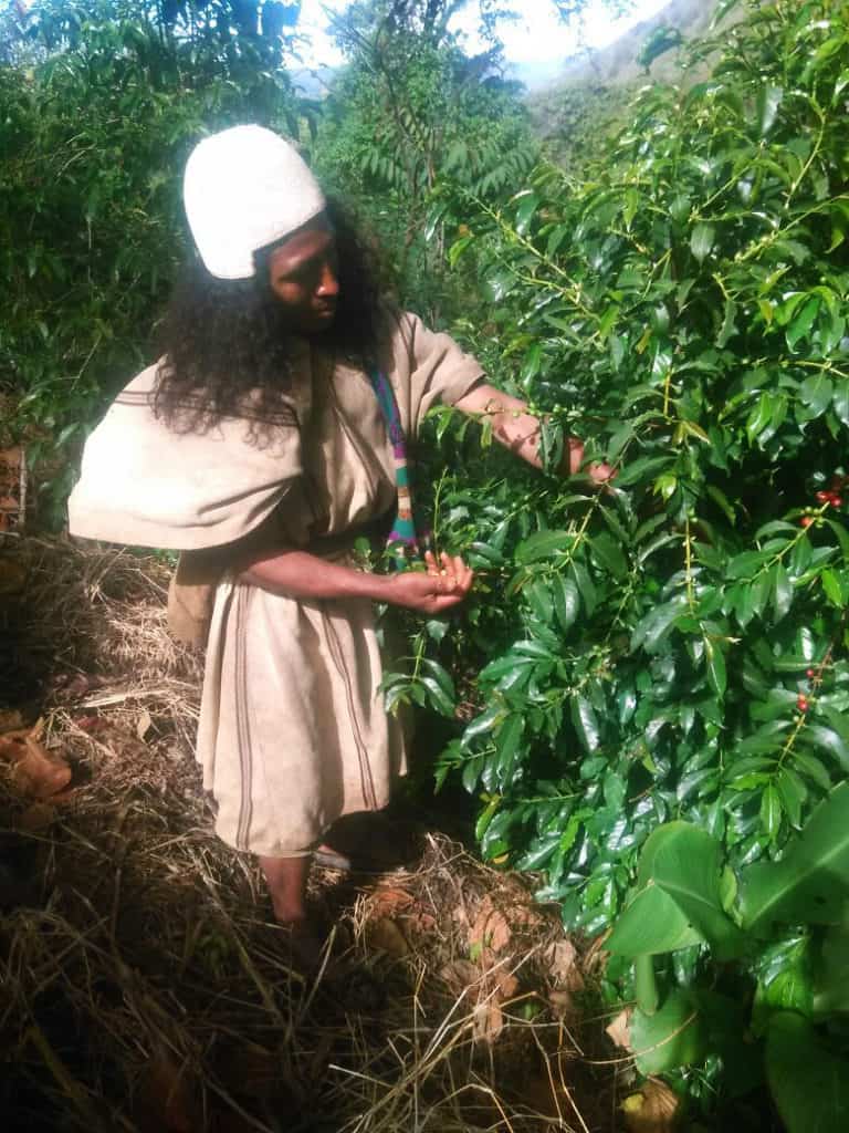 Tayronaca Organic - Colombia