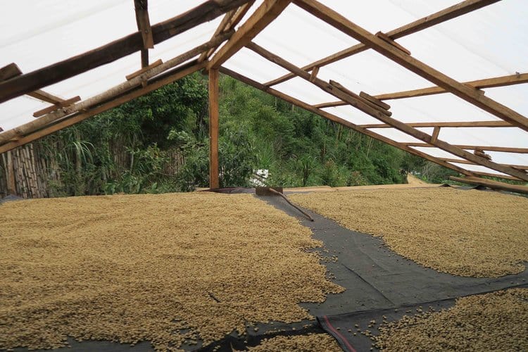 Cafe Femenino|Cafe Femenino|Cafe Femenino|Cafe Femenino|Cafe Femenino