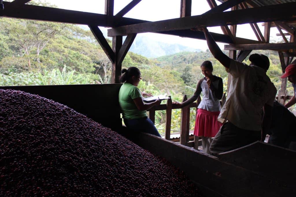 El Neto 2 Nicaraguan coffee