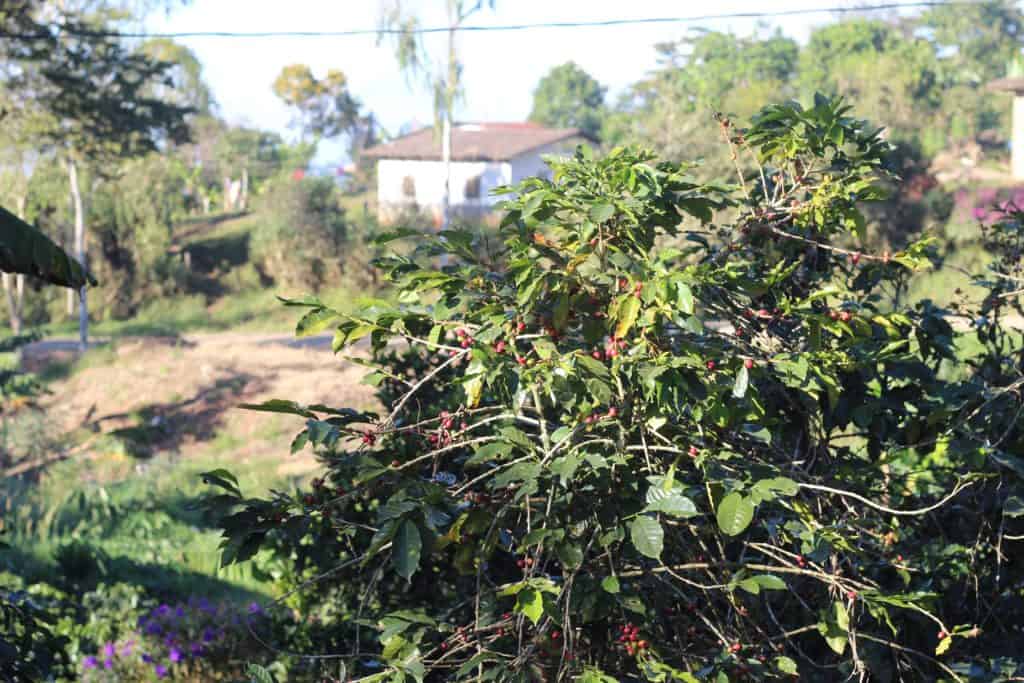 March Gourmet Coffees