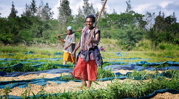Papua New Guinea Elimbari B - Full Bodied Coffee with Notes of Dried Apricots and Prunes