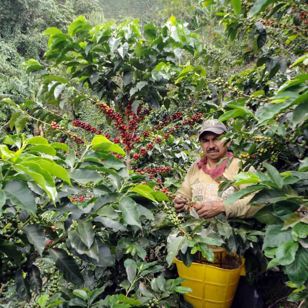 gourmet coffees for may