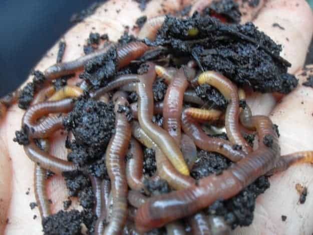 worms