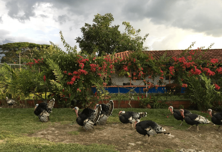 La Albania - Colombian Coffee with Hints of Caramel and Cherry